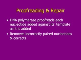 Proofreading & Repair DNA polymerase proofreads each nucleotide added against its’ template as it is added Removes incorrectly paired nucleotides & corrects 