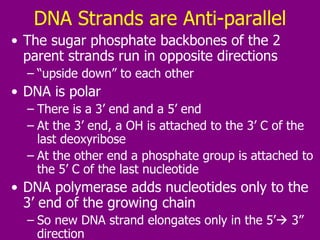 DNA Strands are Anti-parallel The sugar phosphate backbones of the 2 parent strands run in opposite directions “ upside down” to each other DNA is polar There is a 3’ end and a 5’ end At the 3’ end, a OH is attached to the 3’ C of the last deoxyribose At the other end a phosphate group is attached to the 5’ C of the last nucleotide DNA polymerase adds nucleotides only to the 3’ end of the growing chain So new DNA strand elongates only in the 5’   3” direction 