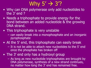 Why 5’    3’? Why can DNA polymerase only  add nucleotides to the 3’ end ?  Needs a triphosphate to provide energy for the bond between an added nucleotide & the growing DNA strand.  This triphosphate is very unstable  can easily break into a monophosphate and an inorganic pyrophosphate At the 5' end, this triphosphate can easily break It is not be able to attach new nucleotides to the 5' end once the phosphate has broken off  The 3' end only has a hydroxyl group As long as new nucleotide triphosphates are brought by DNA polymerase, synthesis of a new strand continues, no matter how long the 3' end has remained free.  