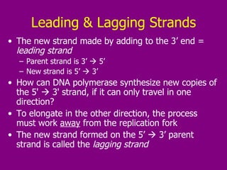 Leading & Lagging Strands The new strand made by adding to the 3’ end =  leading strand   Parent strand is 3’    5’ New strand is 5’    3’ How can DNA polymerase synthesize new copies of the 5'    3' strand, if it can only travel in one direction? To elongate in the other direction, the process must work  away  from the replication fork  The new strand formed on the 5’    3’ parent strand is called the  lagging strand 