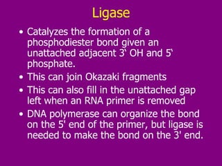 Ligase Catalyzes the formation of a phosphodiester bond given an unattached adjacent 3‘ OH and 5‘ phosphate.  This can join Okazaki fragments This can also fill in the unattached gap left when an RNA primer is removed  DNA polymerase can organize the bond on the 5' end of the primer, but ligase is needed to make the bond on the 3' end.  