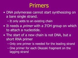 Primers DNA polymerase cannot start synthesizing on a bare single strand.  It only adds to an existing chain It needs a  primer  with a 3'OH group on which to attach a nucleotide.  The start of a new chain is not DNA, but a short RNA primer Only one primer is needed for the leading strand One primer for each Okazaki fragment on the lagging strand 