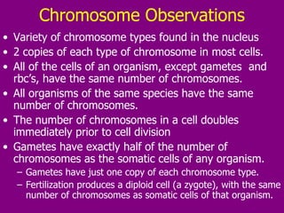 Chromosome Observations Variety of chromosome types found in the nucleus  2 copies of each type of chromosome in most cells. All of the cells of an organism, except gametes  and rbc’s, have the same number of chromosomes.  All organisms of the same species have the same number of chromosomes.  The number of chromosomes in a cell doubles immediately prior to cell division  Gametes have exactly half of the number of chromosomes as the somatic cells of any organism. Gametes have just one copy of each chromosome type. Fertilization produces a diploid cell (a zygote), with the same number of chromosomes as somatic cells of that organism.  