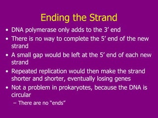 Ending the Strand DNA polymerase only adds to the 3’ end There is no way to complete the 5’ end of the new strand A small gap would be left at the 5’ end of each new strand Repeated replication would then make the strand shorter and shorter, eventually losing genes Not a problem in prokaryotes, because the DNA is circular There are no “ends” 