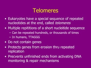 Telomeres Eukaryotes have a special sequence of repeated nucleotides at the end, called  telomeres Multiple repititions of a short nucleitide sequence Can be repeated hundreds, or thousands of times In humans, TTAGGG Do not contain genes Protects genes from erosion thru repeated replication Precvents unfinished ends from activating DNA monitoring & repair mechanisms 