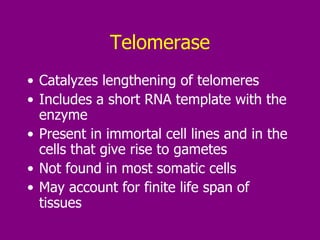 Telomerase Catalyzes lengthening of telomeres Includes a short RNA template with the enzyme Present in immortal cell lines and in the cells that give rise to gametes Not found in most somatic cells May account for finite life span of tissues 