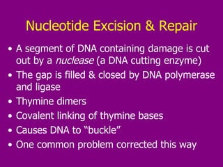 Nucleotide Excision & Repair A segment of DNA containing damage is cut out by a  nuclease  (a DNA cutting enzyme) The gap is filled & closed by DNA polymerase and ligase Thymine dimers Covalent linking of thymine bases Causes DNA to “buckle” One common problem corrected this way 