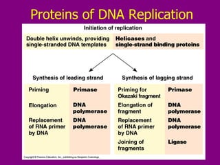 Proteins of DNA Replication 