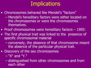 Implications Chromosomes behaved like Mendel’s “factors” Mendel's hereditary factors were either located on the chromosomes or were the chromosomes themselves.   Proof chromosomes were hereditary factors – 1905: The first physical trait was linked to the  presence of specific chromosomal material  conversely, the absence of that chromosome meant the absence of the particular physical trait.  Discovery of the sex chromosomes "X" and "Y."  distinguished from other chromosomes and from each other 