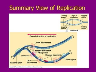 Summary View of Replication 