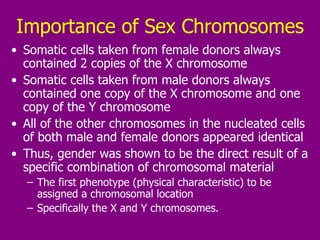 Importance of Sex Chromosomes Somatic cells taken from female donors always contained 2 copies of the X chromosome   Somatic cells taken from male donors always contained one copy of the X chromosome and one copy of the Y chromosome   All of the other chromosomes in the nucleated cells of both male and female donors appeared identical Thus, gender was shown to be the direct result of a specific combination of chromosomal material The first phenotype (physical characteristic) to be assigned a chromosomal location  Specifically the X and Y chromosomes.  