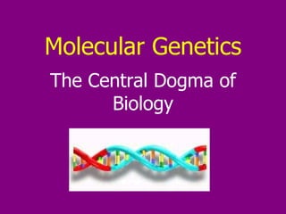 Molecular Genetics The Central Dogma of Biology 