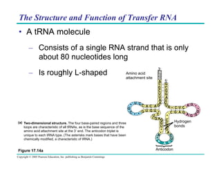 The Structure and Function of Transfer RNA
•  A tRNA molecule
A
–  Consists of a single RNA strand C
that is only
C
about 80 nucleotides long

–  Is roughly L-shaped

3ʹ′

A
C
C
A 5ʹ′
C G
G C
C G
U G
U A
A U
A U
U C
UA
C A C AG
*
G
*
G U G U *
C
C
* *
U C
*
* G AG C
(a) Two-dimensional structure. The four base-paired regions and three
G C
U A
loops are characteristic of all tRNAs, as is the base sequence of the
* G
amino acid attachment site at the 3ʹ′ end. The anticodon triplet is
A
A*
unique to each tRNA type. (The asterisks mark bases that have been
C
U
*
chemically modified, a characteristic of tRNA.)
A
G
A

Figure 17.14a
Copyright © 2005 Pearson Education, Inc. publishing as Benjamin Cummings

Amino acid
attachment site

Anticodon

C U C
G A G

A G *
*
G
A G G

Hydrogen
bonds

 