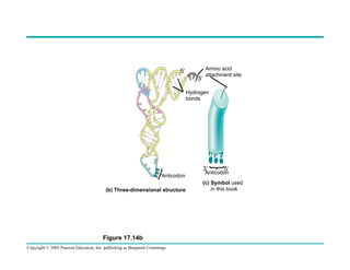 5ʹ′
3ʹ′

Amino acid
attachment site

Hydrogen
bonds

A AG
3ʹ′
Anticodon
(b) Three-dimensional structure

Figure 17.14b
Copyright © 2005 Pearson Education, Inc. publishing as Benjamin Cummings

5ʹ′

Anticodon

(c) Symbol used
in this book

 