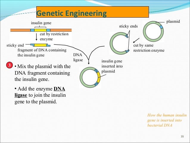 O Level Chapter 20 Molecular Geics