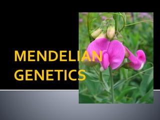 MENDELIAN
GENETICS
 