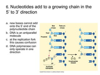 Nucleotide Direction Practic Molecular Genetics.ppt