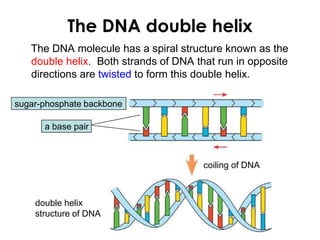 The DNA double helix
The DNA molecule has a spiral structure known as the
double helix. Both strands of DNA that run in opposite
directions are twisted to form this double helix.
a base pair
sugar-phosphate backbone
coiling of DNA
double helix
structure of DNA
 