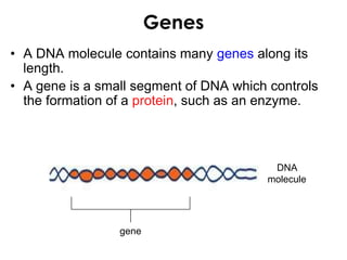 Genes
• A DNA molecule contains many genes along its
length.
• A gene is a small segment of DNA which controls
the formation of a protein, such as an enzyme.
gene
DNA
molecule
 