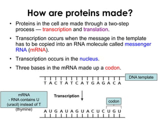 How are proteins made?
• Proteins in the cell are made through a two-step
process — transcription and translation.
• Transcription occurs when the message in the template
has to be copied into an RNA molecule called messenger
RNA (mRNA).
• Transcription occurs in the nucleus.
• Three bases in the mRNA made up a codon.
DNA template
TranscriptionmRNA
- RNA contains U
(uracil) instead of T
(thymine)
codon
 