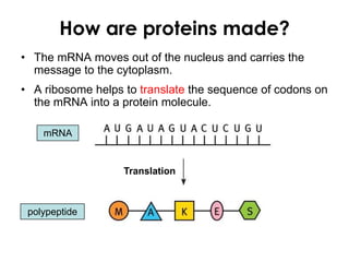 How are proteins made?
• The mRNA moves out of the nucleus and carries the
message to the cytoplasm.
• A ribosome helps to translate the sequence of codons on
the mRNA into a protein molecule.
mRNA
polypeptide
Translation
 