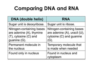 Comparing DNA and RNA
DNA (double helix) RNA
Sugar unit is deoxyribose. Sugar unit is ribose.
Nitrogen-containing bases
are adenine (A), thymine
(T), cytosine (C) and
guanine (G).
Nitrogen-containing bases
are adenine (A), uracil (U),
cytosine (C) and guanine
(G).
Permanent molecule in
the nucleus
Temporary molecule that
is made when needed
Found only in nucleus Found in nucleus and
cytoplasm
 