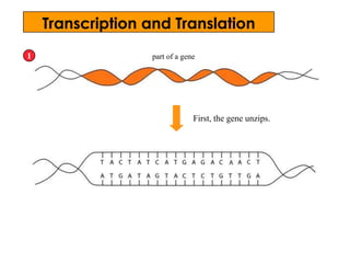 First, the gene unzips.
1 part of a gene
Transcription and Translation
 
