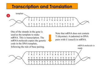 template
mRNA molecule is
made
One of the strands in the gene is
used as the template to make
mRNA. This is transcription. The
mRNA molecule copies the genetic
code in the DNA template,
following the rule of base pairing.
1
Note that mRNA does not contain
T (thymine). A (adenine) in DNA
pairs with U (uracil) in mRNA.
Transcription and Translation
 