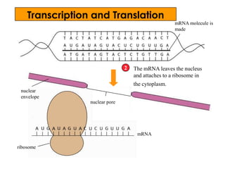 mRNA molecule is
made
ribosome
mRNA
nuclear
envelope
The mRNA leaves the nucleus
and attaches to a ribosome in
the cytoplasm.
2
nuclear pore
Transcription and Translation
 