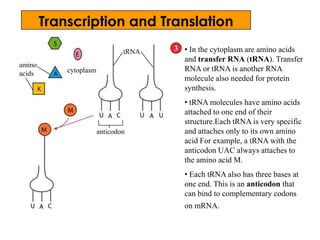 tRNA • In the cytoplasm are amino acids
and transfer RNA (tRNA). Transfer
RNA or tRNA is another RNA
molecule also needed for protein
synthesis.
• tRNA molecules have amino acids
attached to one end of their
structure.Each tRNA is very specific
and attaches only to its own amino
acid For example, a tRNA with the
anticodon UAC always attaches to
the amino acid M.
• Each tRNA also has three bases at
one end. This is an anticodon that
can bind to complementary codons
on mRNA.
cytoplasm
amino
acids
3
anticodon
Transcription and Translation
 