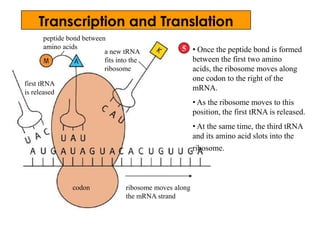 5
peptide bond between
amino acids
first tRNA
is released
a new tRNA
fits into the
ribosome
• Once the peptide bond is formed
between the first two amino
acids, the ribosome moves along
one codon to the right of the
mRNA.
• As the ribosome moves to this
position, the first tRNA is released.
• At the same time, the third tRNA
and its amino acid slots into the
ribosome.
codon ribosome moves along
the mRNA strand
Transcription and Translation
 