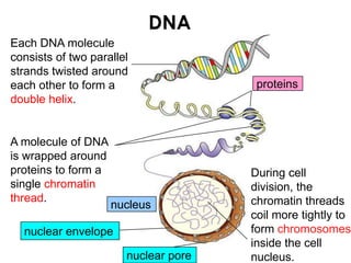 DNA
Each DNA molecule
consists of two parallel
strands twisted around
each other to form a
double helix.
A molecule of DNA
is wrapped around
proteins to form a
single chromatin
thread.
During cell
division, the
chromatin threads
coil more tightly to
form chromosomes
inside the cell
nucleus.
proteins
nuclear pore
nucleus
nuclear envelope
 
