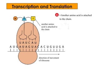 6
another amino
acid is attached to
the chain
direction of movement
of ribosome
• Another amino acid is attached
to the chain.
Transcription and Translation
 