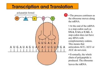 polypeptide formed
• The process continues as
the ribosome moves along
the mRNA.
• At the end of the mRNA
is a stop codon such as
UGA, UAA or UAG. A
stop codon does not have
any tRNA with
complementary codons.
This means that
anticodons ACU, AUU or
AUC do not exist.
• Eventually, the whole
chain of polypeptide is
produced. The ribosome
leaves the mRNA.
7
Transcription and Translation
 