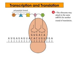 Transcription and Translation
polypeptide formed
• The ribosome may
attach to the same
mRNA for another
round of translation.
8
 