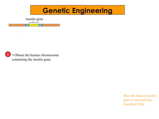 insulin gene
• Obtain the human chromosome
containing the insulin gene.
1
How the human insulin
gene is inserted into
bacterial DNA
Genetic Engineering
 