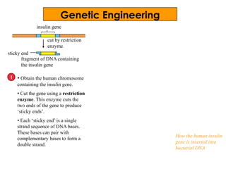 insulin gene
• Obtain the human chromosome
containing the insulin gene.
• Cut the gene using a restriction
enzyme. This enzyme cuts the
two ends of the gene to produce
‘sticky ends’.
• Each ‘sticky end’ is a single
strand sequence of DNA bases.
These bases can pair with
complementary bases to form a
double strand.
1
cut by restriction
enzyme
fragment of DNA containing
the insulin gene
sticky end
How the human insulin
gene is inserted into
bacterial DNA
Genetic Engineering
 