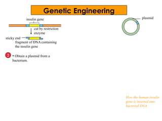 insulin gene
• Obtain a plasmid from a
bacterium.
2
cut by restriction
enzyme
fragment of DNA containing
the insulin gene
sticky end
plasmid
How the human insulin
gene is inserted into
bacterial DNA
Genetic Engineering
 