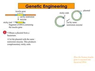 insulin gene
• Obtain a plasmid from a
bacterium.
• Cut the plasmid with the same
restriction enzyme. This produces
complementary sticky ends.
2
cut by restriction
enzyme
fragment of DNA containing
the insulin gene
sticky end
plasmid
cut by same
restriction enzyme
sticky ends
How the human insulin
gene is inserted into
bacterial DNA
Genetic Engineering
 