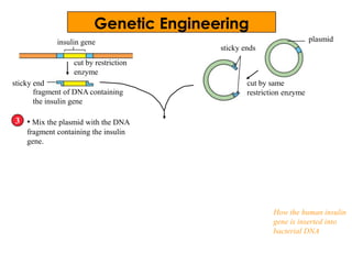 insulin gene
• Mix the plasmid with the DNA
fragment containing the insulin
gene.
3
cut by restriction
enzyme
fragment of DNA containing
the insulin gene
sticky end
plasmid
cut by same
restriction enzyme
sticky ends
How the human insulin
gene is inserted into
bacterial DNA
Genetic Engineering
 