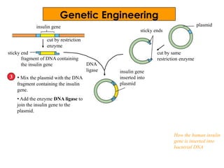 insulin gene
• Mix the plasmid with the DNA
fragment containing the insulin
gene.
• Add the enzyme DNA ligase to
join the insulin gene to the
plasmid.
3
cut by restriction
enzyme
fragment of DNA containing
the insulin gene
sticky end
plasmid
cut by same
restriction enzyme
sticky ends
insulin gene
inserted into
plasmid
How the human insulin
gene is inserted into
bacterial DNA
DNA
ligase
Genetic Engineering
 