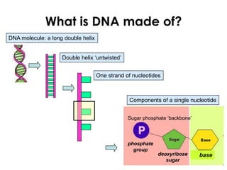 What is DNA made of?
Double helix ‘untwisted’
One strand of nucleotides
Components of a single nucleotide
DNA molecule: a long double helix
basedeoxyribose
sugar
phosphate
group
Sugar phosphate ‘backbone’
 