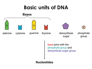 Basic units of DNA
adenine cytosine guanine thymine deoxyribose
sugar
phosphate
group
Bases
Nucleotides
base joins with the
phosphate group and
deoxyribose sugar group
 
