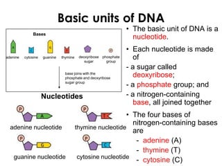 Basic units of DNA
• The basic unit of DNA is a
nucleotide.
• Each nucleotide is made
of
- a sugar called
deoxyribose;
- a phosphate group; and
- a nitrogen-containing
base, all joined together
• The four bases of
nitrogen-containing bases
are
- adenine (A)
- thymine (T)
- cytosine (C)
adenine cytosine guanine thymine deoxyribose
sugar
phosphate
group
Bases
Nucleotides
adenine nucleotide thymine nucleotide
guanine nucleotide cytosine nucleotide
base joins with the
phosphate and deoxyribose
sugar group
 
