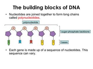The building blocks of DNA
• Nucleotides are joined together to form long chains
called polynucleotides.
• Each gene is made up of a sequence of nucleotides. This
sequence can vary.
bases
sugar-phosphate backbone
polynucleotide
 