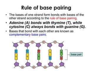 Rule of base pairing
• The bases of one strand form bonds with bases of the
other strand according to the rule of base pairing.
• Adenine (A) bonds with thymine (T), while
cytosine (C) always bonds with guanine (G).
• Bases that bond with each other are known as
complementary base pairs.
base pair
 