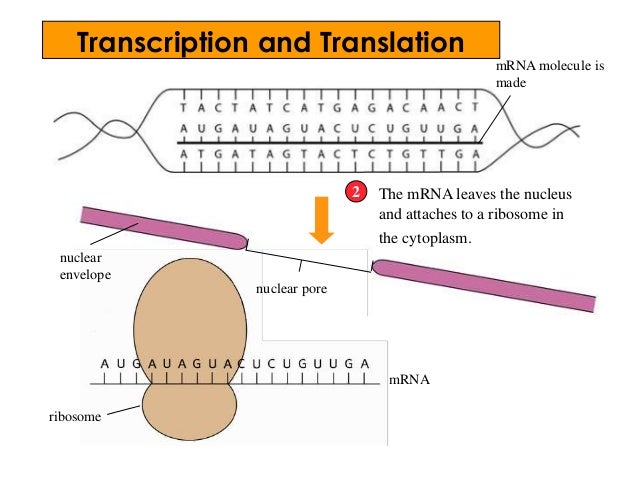 Molecular genetics 1 win q Molecular genetics 1 win q
