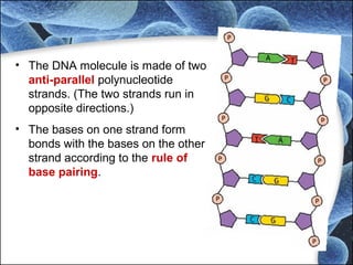 Molecular genetics 2014 | PPT