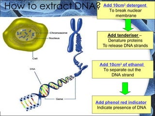 Add 10cm3
detergent
To break nuclear
membrane
Add 10cm3
of ethanol
To separate out the
DNA strand
Add phenol red indicator
Indicate presence of DNA
 