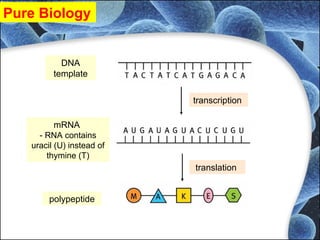 DNA
template
transcription
mRNA
- RNA contains
uracil (U) instead of
thymine (T)
polypeptide
translation
Pure Biology
 